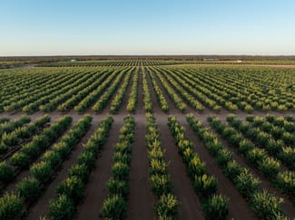 Rural / Farming commercial property for sale at 971 Wilga Road Red Cliffs VIC 3496