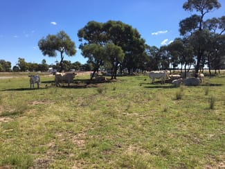 Rural / Farming commercial property sold at 9973 SURAT DEVELOPMENTAL RD Hannaford QLD 4406 Rural / Farming commercial property sold at 9973 SURAT DEVELOPMENTAL RD Hannaford QLD 4406