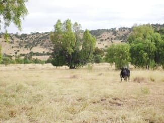 Rural / Farming commercial property sold at 400 ACRES CATTLE GRAZING Cooranga QLD 4408 Rural / Farming commercial property sold at 400 ACRES CATTLE GRAZING Cooranga QLD 4408