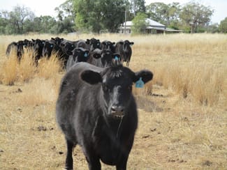 Rural / Farming commercial property sold at 240 ACRES GRAIN & GRAZING Bell QLD 4408 Rural / Farming commercial property sold at 240 ACRES GRAIN & GRAZING Bell QLD 4408