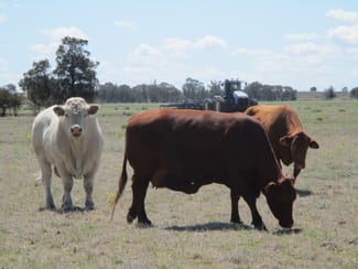 Rural / Farming commercial property sold at "MUNKORA" 2480 ACRES for AUCTION The Gums QLD 4406 Rural / Farming commercial property sold at "MUNKORA" 2480 ACRES for AUCTION The Gums QLD 4406