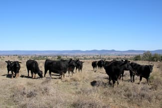 Rural / Farming commercial property sold at 356 Nooroo Road Bingara NSW 2404 Rural / Farming commercial property sold at 356 Nooroo Road Bingara NSW 2404