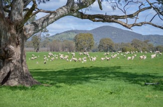 Rural / Farming commercial property sold at 380 Boho Church Road Boho VIC 3669 Rural / Farming commercial property sold at 380 Boho Church Road Boho VIC 3669