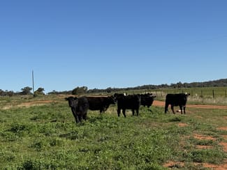 Rural / Farming commercial property for sale at 2823 Hermidale Nymagee Road Hermidale NSW 2831 Rural / Farming commercial property for sale at 2823 Hermidale Nymagee Road Hermidale NSW 2831