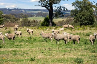 Rural / Farming commercial property sold at 169 Boorowa Road Crookwell NSW 2583 Rural / Farming commercial property sold at 169 Boorowa Road Crookwell NSW 2583