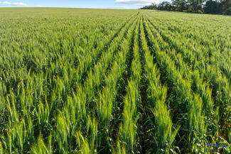 Rural / Farming commercial property sold at 1039 Lone Wilga Road Tottenham NSW 2873 Rural / Farming commercial property sold at 1039 Lone Wilga Road Tottenham NSW 2873