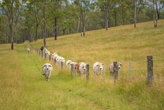 Rural / Farming commercial property sold at 238 Blacksnake Road Black Snake QLD 4600 Rural / Farming commercial property sold at 238 Blacksnake Road Black Snake QLD 4600
