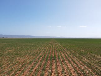 Rural / Farming commercial property for sale at 'Daly's' Collins Road Willowie SA 5431 Rural / Farming commercial property for sale at 'Daly's' Collins Road Willowie SA 5431