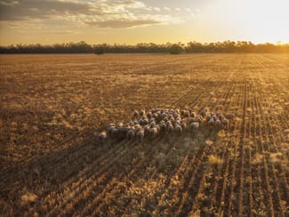 Rural / Farming commercial property sold at Rutherglen 181 Rutherglen Road Nyngan NSW 2825