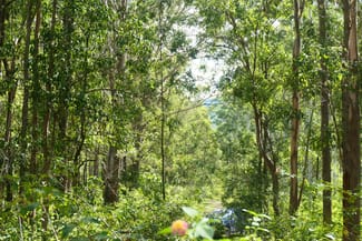 Rural / Farming commercial property sold at 146 Mills Road Bean Creek NSW 2469
