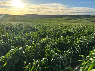 Rural / Farming commercial property for sale at Lot 5 McAvaney Lane Whites Flat SA 5607 Rural / Farming commercial property for sale at Lot 5 McAvaney Lane Whites Flat SA 5607