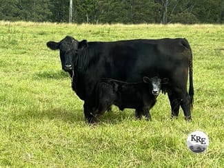Rural / Farming commercial property sold at 14072 Mount Lindesay Hwy Woodenbong NSW 2476