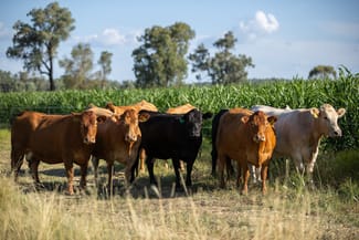 Rural / Farming commercial property sold at 'Swinton' 661 Haywood Road Delungra NSW 2403 Rural / Farming commercial property sold at 'Swinton' 661 Haywood Road Delungra NSW 2403