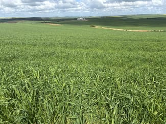 Rural / Farming commercial property sold at 800 East Bowes Road Naraling WA 6532 Rural / Farming commercial property sold at 800 East Bowes Road Naraling WA 6532