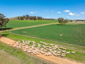 Rural / Farming commercial property for sale at 100 Grahams Lane Grenfell NSW 2810 Rural / Farming commercial property for sale at 100 Grahams Lane Grenfell NSW 2810