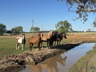 Rural / Farming commercial property for sale at 651 Jerilderie Road Berrigan NSW 2712 Rural / Farming commercial property for sale at 651 Jerilderie Road Berrigan NSW 2712