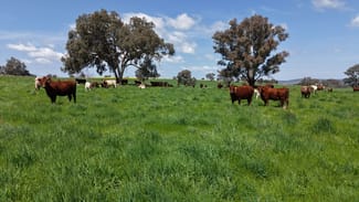 Rural / Farming commercial property sold at Hexham, 592 Warrendale Road Greenethorpe NSW 2809 Rural / Farming commercial property sold at Hexham, 592 Warrendale Road Greenethorpe NSW 2809
