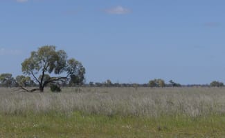 Rural / Farming commercial property sold at Warren NSW 2824 Rural / Farming commercial property sold at Warren NSW 2824