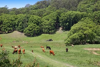 Rural / Farming commercial property for sale at 1039 Currumbin Creek Road Currumbin Valley QLD 4223