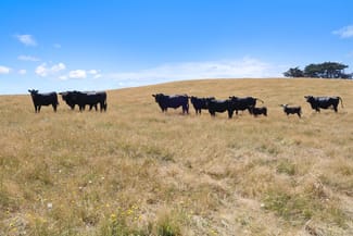 Rural / Farming commercial property for sale at Lot 2/107 Cooks Road Thorpdale VIC 3835 Rural / Farming commercial property for sale at Lot 2/107 Cooks Road Thorpdale VIC 3835
