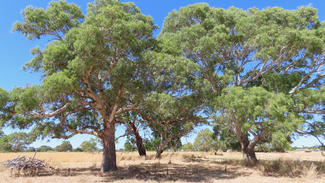 Rural / Farming commercial property for sale at 8283 Clay Wells Rd Penola SA 5277 Rural / Farming commercial property for sale at 8283 Clay Wells Rd Penola SA 5277