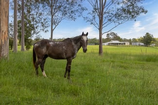 Rural / Farming commercial property for sale at 240 Keefton Road Woondum QLD 4570