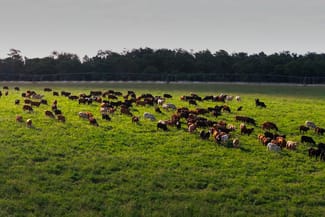 Rural / Farming commercial property for sale at "Strathmore" Burra Burri Road Chahpingah QLD 4610 Rural / Farming commercial property for sale at "Strathmore" Burra Burri Road Chahpingah QLD 4610