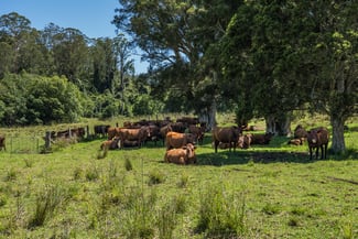 Rural / Farming commercial property sold at 482 Terreel Road Wards River NSW 2422