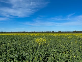 Rural / Farming commercial property for sale at 0 Henty Walla Road Culcairn NSW 2660