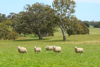 Rural / Farming commercial property for sale at Mount Cavendish Road Cavendish VIC 3314