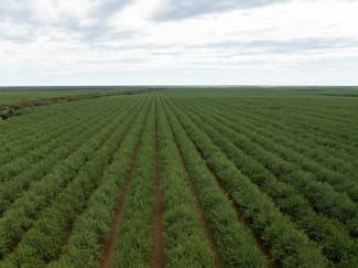 Rural / Farming commercial property for sale at Euston NSW 2737 Rural / Farming commercial property for sale at Euston NSW 2737