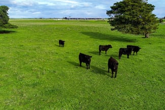 Rural / Farming commercial property for sale at Lot 91 Uphills Road Kongorong SA 5291 Rural / Farming commercial property for sale at Lot 91 Uphills Road Kongorong SA 5291