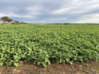 Rural / Farming commercial property for sale at 164 Cockaleechie Road Cockaleechie SA 5631