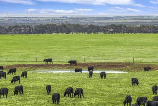 Rural / Farming commercial property for sale at 470 Rifle Butts Road Birregurra VIC 3242