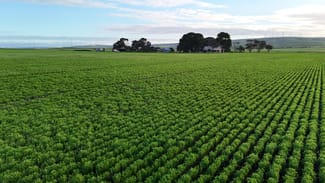 Rural / Farming commercial property for sale at 'Illamatta' 946 Barunga East Road Burnsfield SA 5520 Rural / Farming commercial property for sale at 'Illamatta' 946 Barunga East Road Burnsfield SA 5520
