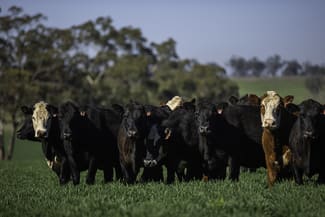 Rural / Farming commercial property for sale at 7128 Golden Highway Merriwa NSW 2329 Rural / Farming commercial property for sale at 7128 Golden Highway Merriwa NSW 2329