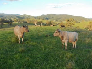 Rural / Farming commercial property sold at 2123 Salisbury Road Dungog NSW 2420