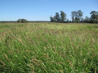 Rural / Farming commercial property sold at ORIENT, 5372 ACRES QUALITY GRAZING Miles QLD 4415 Rural / Farming commercial property sold at ORIENT, 5372 ACRES QUALITY GRAZING Miles QLD 4415