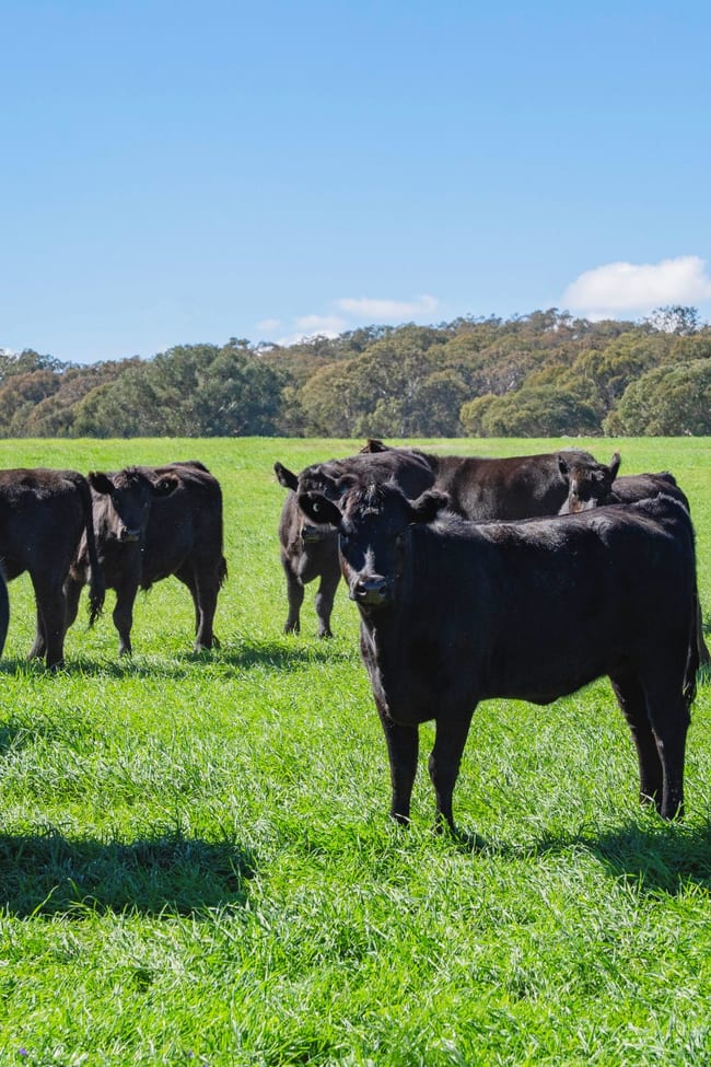 1744 Brawlin Road Cootamundra NSW 2590
