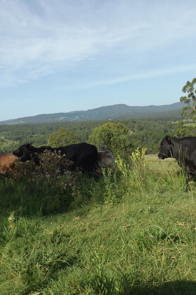 2914 Sextonville Rd Woolners Arm NSW 2470