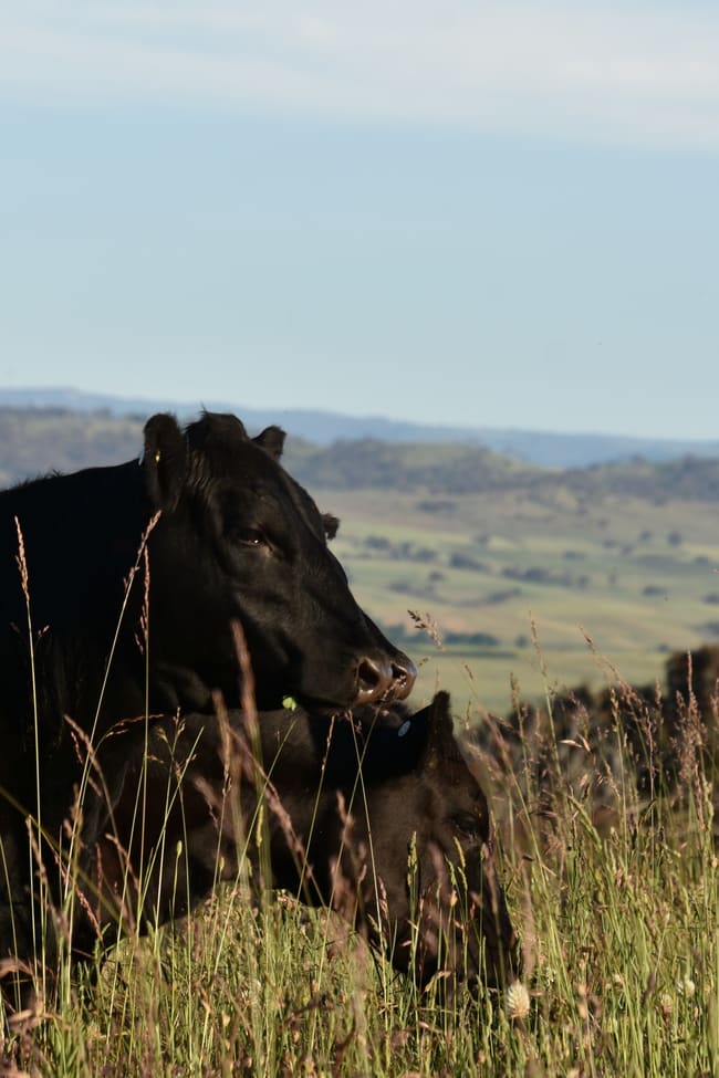 Lot 2/831 Ophir Road Bathurst NSW 2795