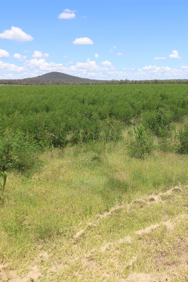 Lot 55 & 79 Burnett Highway Eidsvold QLD 4627