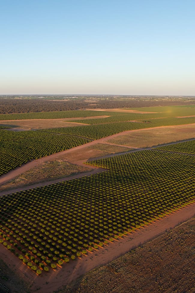 971 Wilga Road Red Cliffs VIC 3496
