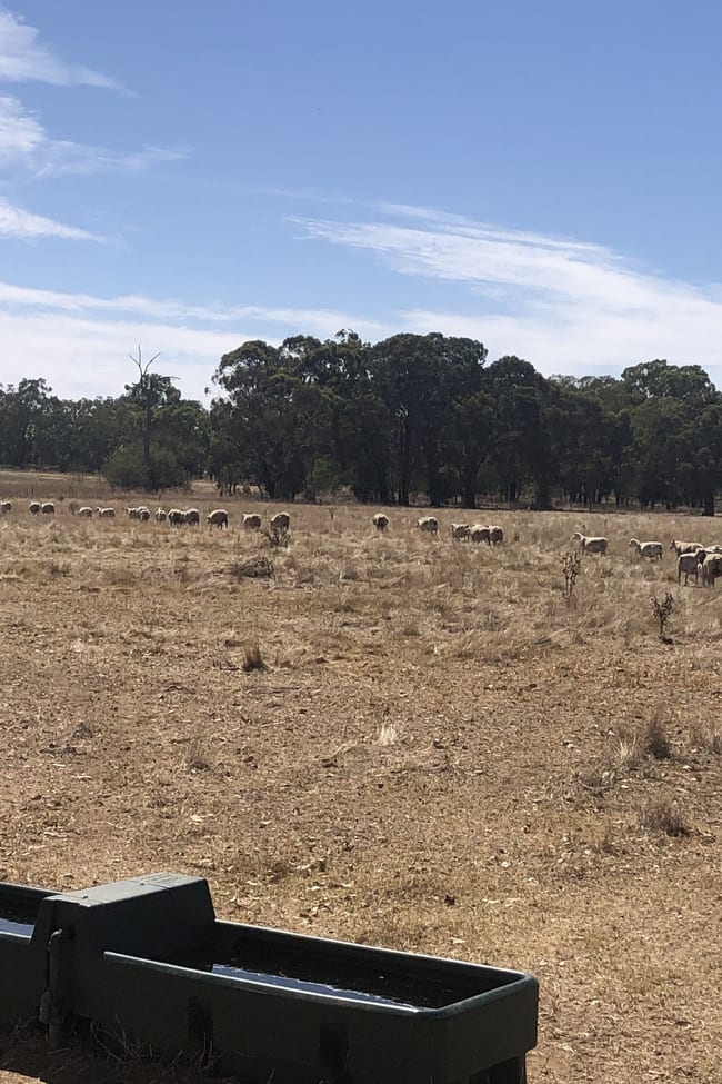 Cnr Wenkes Road & Barbers Road Walla Walla NSW 2659