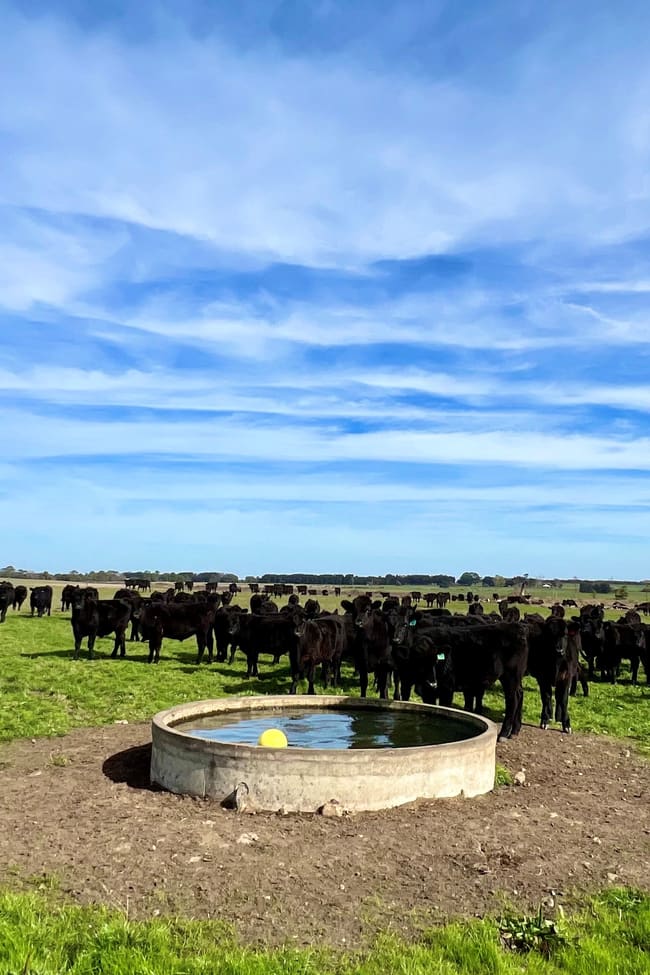 Timboon-Terang Road Ecklin South VIC 3265