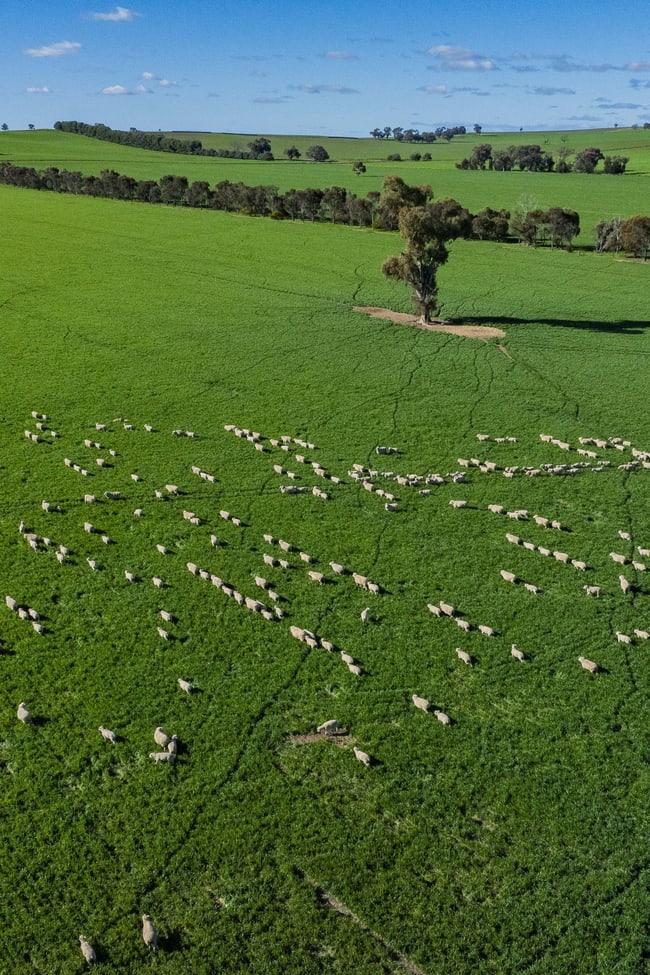 Greenethorpe NSW 2809