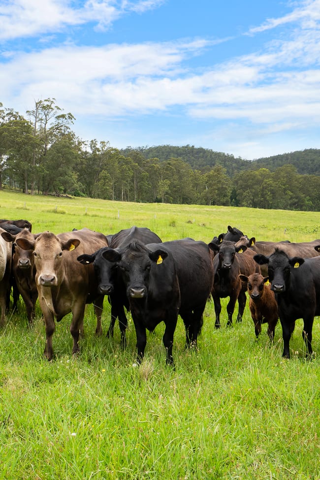 103 Gap Hill Road Stroud NSW 2425