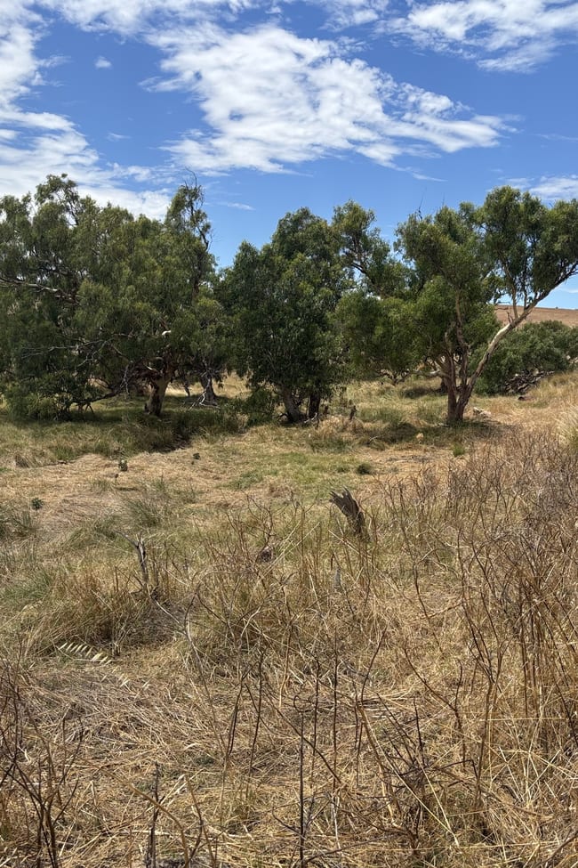 Lot 101 Drage Street Sandy Gully WA 6535