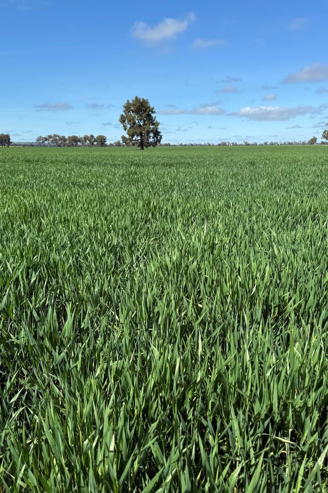 'SECKHOLDS' Bradshaws Lane Coolamon NSW 2701