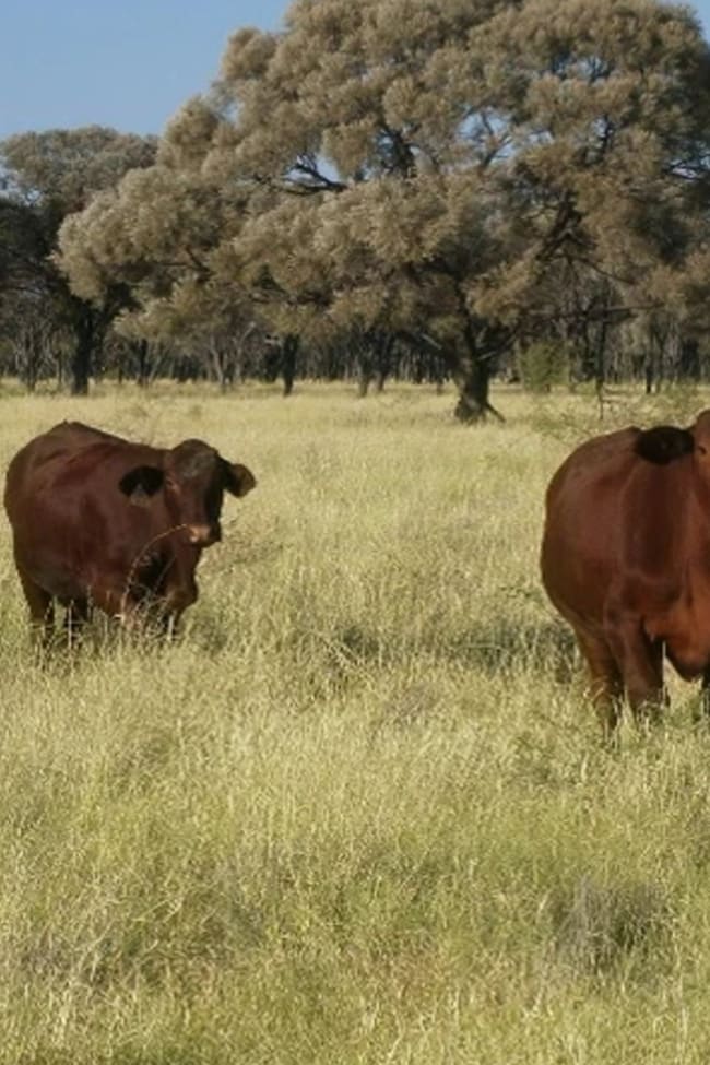 'Glenthomson' Thomson Developmental Road Longreach QLD 4730